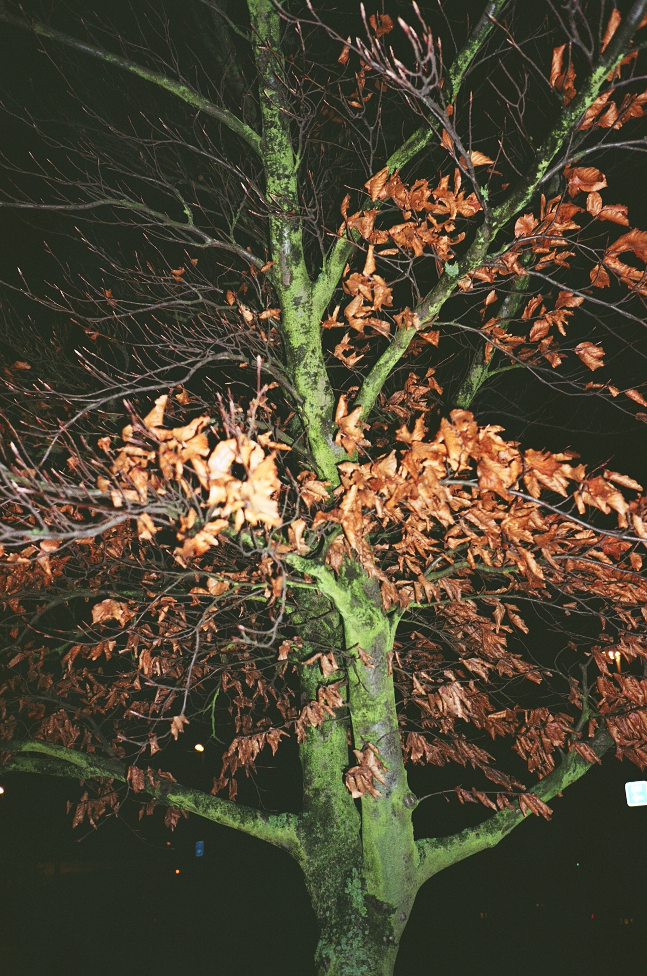Snapshots